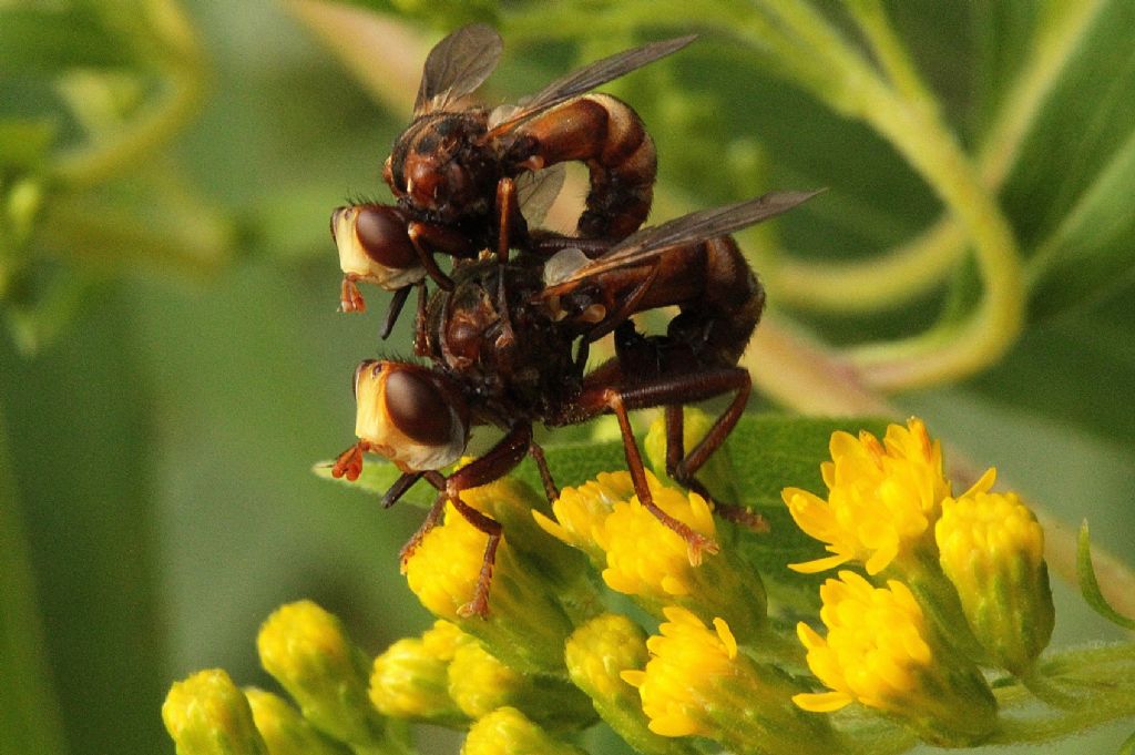 Physocephala sp.?